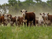 Cada vez mas novillos se estarían terminando en los corrales