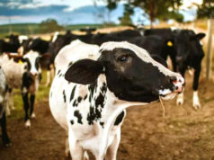 Nueva tecnología de garantias financieras para tamberos