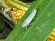 Aumento la presencia de chicharritas