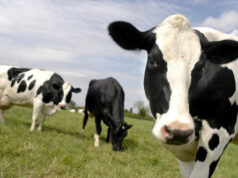 Presentaron un proyecto de mejora génetica para la lechería argentina