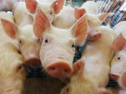 Cerdos: el segundo semestre equilibro un año complicado