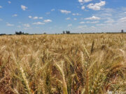 Sial China: el IPCVA firmó un acuerdo estratégico con la plataforma JD.COM