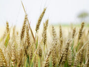 Identifican una región en el ADN del trigo que aumenta hasta un 5 % el rendimiento
