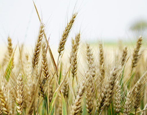 Identifican una región en el ADN del trigo que aumenta hasta un 5 % el rendimiento