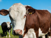 Apoyo ruralista a la eliminación del peso mínimo de faena Apoyo ruralista a la eliminación del peso mínimo de faena