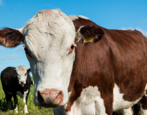 Apoyo ruralista a la eliminación del peso mínimo de faena Apoyo ruralista a la eliminación del peso mínimo de faena