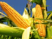 Maíz firme en la encuestas, pero el estancamiento de rindes que se ve en soja, también es un tema en el cereal