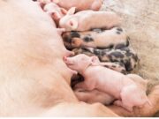 El sector porcino: Jugador clave en producir proteína de alta calidad El sector porcino: Jugador clave en producir proteína de alta calidad