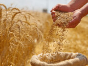 Había 300.000 ha de trigo en “serias” dudas, pero el frío asegura completar la siembra Había 300.000 ha de trigo en “serias” dudas, pero el frío asegura completar la siembra