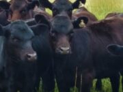 Más productivos y eficientes: los nuevos desafíos de la ganadería argentina Más productivos y eficientes: los nuevos desafíos de la ganadería argentina