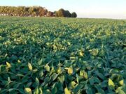 Altísimas chances de que “La Niña” quede fuera de la campaña gruesa 2025/26 Altísimas chances de que “La Niña” quede fuera de la campaña gruesa 2025/26