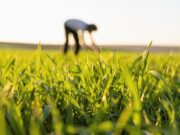 Propuesta biológica para cereales de invierno: Tecnología viva al servicio de cultivos más sanos y productivos Propuesta biológica para cereales de invierno: Tecnología viva al servicio de cultivos más sanos y productivos