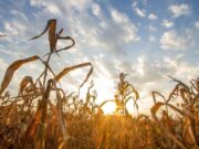 Enfriamiento en el horizonte para el Pacífico pero virando rápidamente a Neutralidad