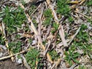 FMC ofrece soluciones estratégicas para el control de Rama Negra FMC ofrece soluciones estratégicas para el control de Rama Negra