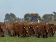 El IPCVA en el lanzamiento del Manual de Bienestar Animal El IPCVA en el lanzamiento del Manual de Bienestar Animal
