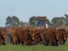 El IPCVA en el lanzamiento del Manual de Bienestar Animal El IPCVA en el lanzamiento del Manual de Bienestar Animal