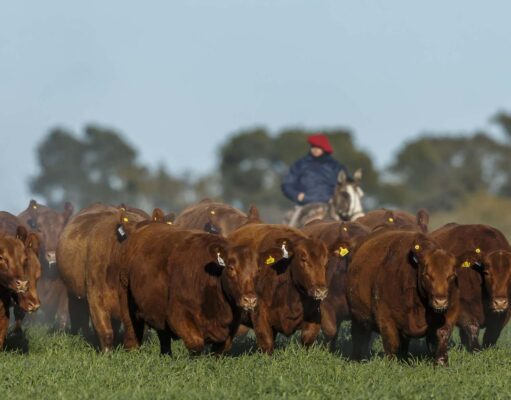 El IPCVA en el lanzamiento del Manual de Bienestar Animal El IPCVA en el lanzamiento del Manual de Bienestar Animal