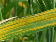 ¿Cómo anticiparse a las enfermedades en trigo y cebada? ¿Cómo anticiparse a las enfermedades en trigo y cebada?