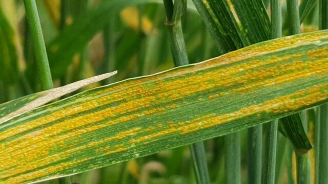 ¿Cómo anticiparse a las enfermedades en trigo y cebada?