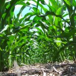 Nanotecnología: ¿cómo reducir costos y preservar el ambiente en la era de fertilizantes al alza?