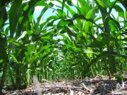 Nanotecnología: ¿cómo reducir costos y preservar el ambiente en la era de fertilizantes al alza? Nanotecnología: ¿cómo reducir costos y preservar el ambiente en la era de fertilizantes al alza?