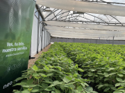 Genética en soja que está rompiendo techos de rendimiento en Argentina