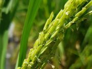 Arroz maleza: la resistencia que nació del cruce con el cultivo Arroz maleza: la resistencia que nació del cruce con el cultivo