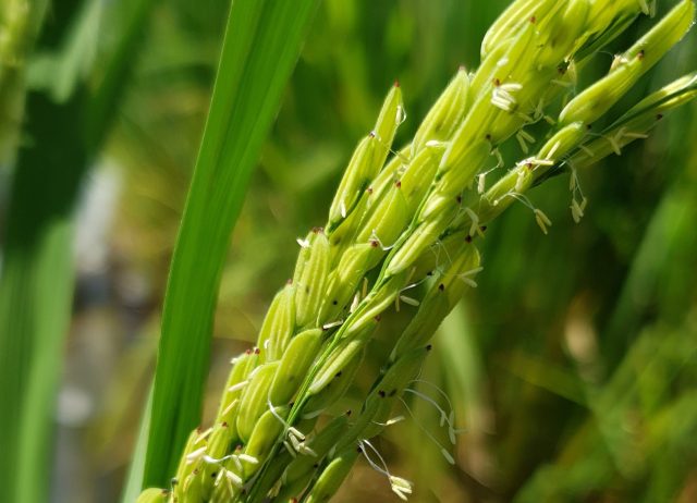 Arroz maleza: la resistencia que nació del cruce con el cultivo