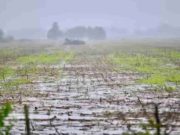 Impacto en el campo de las lluvias del fin de semana Impacto en el campo de las lluvias del fin de semana