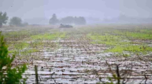 Impacto en el campo de las lluvias del fin de semana