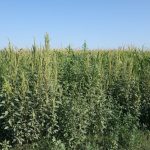 Tras años de siembra directa y aumento de malezas resistentes, emergió la labranza ocasional, ¿funciona?