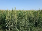 Tras años de siembra directa y aumento de malezas resistentes, emergió la labranza ocasional, ¿funciona? Tras años de siembra directa y aumento de malezas resistentes, emergió la labranza ocasional, ¿funciona?