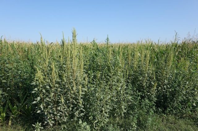 Tras años de siembra directa y aumento de malezas resistentes, emergió la labranza ocasional, ¿funciona?