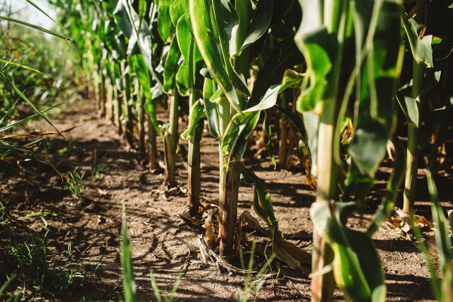 Con siembra variable, el maíz pudo sortear los suelos arcillosos