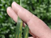 Las carboxamidas son la clave para proteger una campaña de trigo de alto potencial Las carboxamidas son la clave para proteger una campaña de trigo de alto potencial