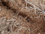 Siembras de calidad: recomendaciones de productores de sur a norte Siembras de calidad: recomendaciones de productores de sur a norte