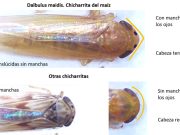 Luces de alerta para las siembras tardías por efecto de la chicharrita de maíz Luces de alerta para las siembras tardías por efecto de la chicharrita de maíz