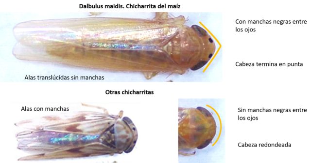 Luces de alerta para las siembras tardías por efecto de la chicharrita de maíz