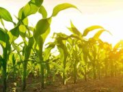 Gran logro para la región núcleo: tras los casi 200 mm de agosto, el maíz temprano se sembró a tiempo