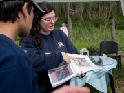 Aliadas aladas: El potencial de las aves nativas para controlar plagas en el agro El potencial de las aves nativas para controlar plagas en el agro