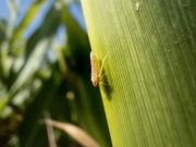 La chicharrita sigue prácticamente ausente la chicharrita sigue prácticamente ausente