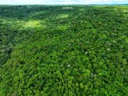 Primera certificación PEFC de bosques nativos Primera certificación pefc de bosques nativos