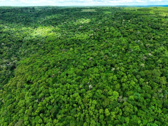 Primera certificación pefc de bosques nativos