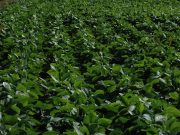 La nutrición inteligente en soja, clave para reducir brechas y mejorar la calidad del grano La nutrición inteligente en soja, clave para reducir brechas y mejorar la calidad del grano