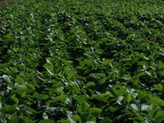 La nutrición inteligente en soja, clave para reducir brechas y mejorar la calidad del grano La nutrición inteligente en soja, clave para reducir brechas y mejorar la calidad del grano