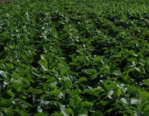 La nutrición inteligente en soja, clave para reducir brechas y mejorar la calidad del grano La nutrición inteligente en soja, clave para reducir brechas y mejorar la calidad del grano