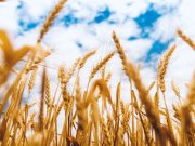 Trigo histórico: la primera estimación proyecta 23 millones de toneladas Trigo histórico: la primera estimación proyecta 23 millones de toneladas