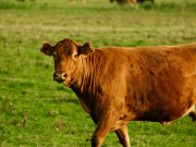 ¿Alcanza con buenos precios para que la ganadería despegue? ¿Alcanza con buenos precios para que la ganadería despegue?