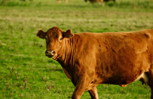 ¿Alcanza con buenos precios para que la ganadería despegue? ¿Alcanza con buenos precios para que la ganadería despegue?