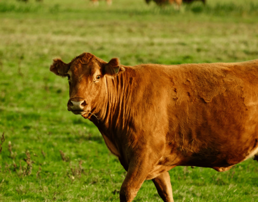 ¿Alcanza con buenos precios para que la ganadería despegue? ¿Alcanza con buenos precios para que la ganadería despegue?
